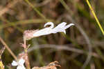 Shortleaf lobelia